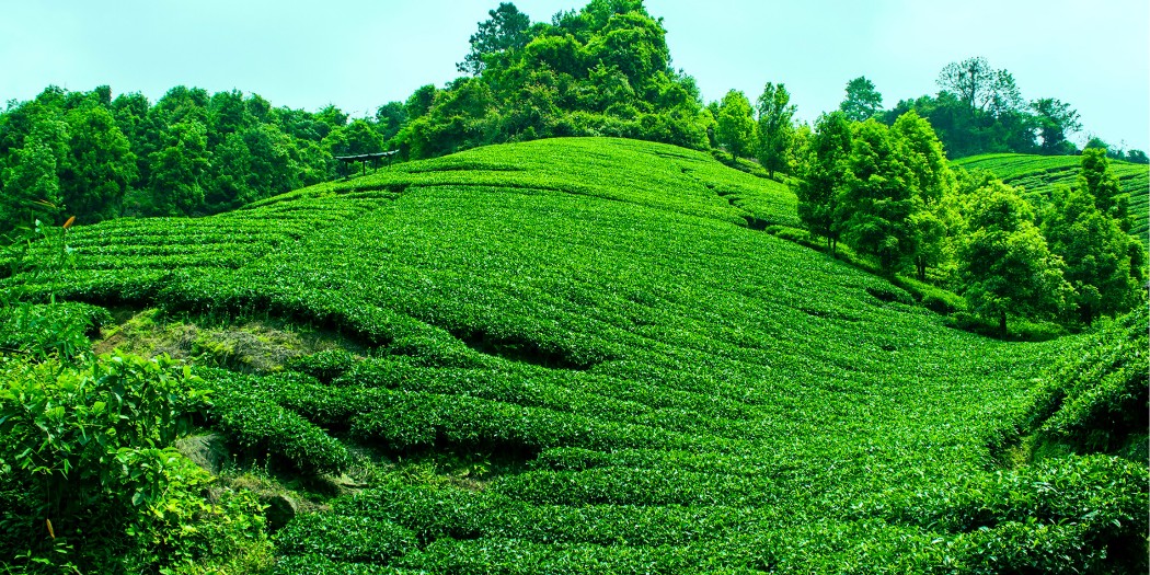 安吉茶山灌溉項目-PE灌溉管